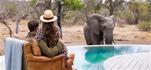 Thornybush Collection Special Offers 