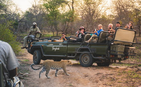 leopard by safari vehicle and guests filming at Thornybush Simbambili lodge