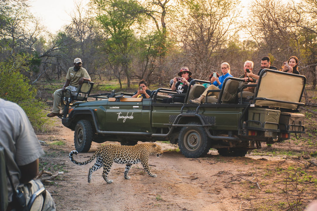 leopard by safari vehicle and guests filming at Thornybush Simbambili lodge