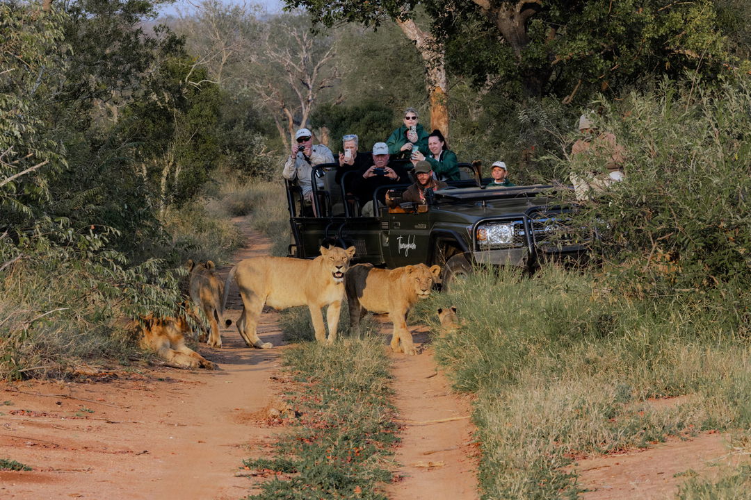 guests in safari vehicle looking at lions in road close by at thornybush game lodge