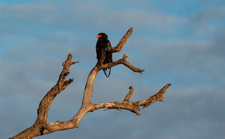 bateleur eagle in a tree by Thornybush game lodge