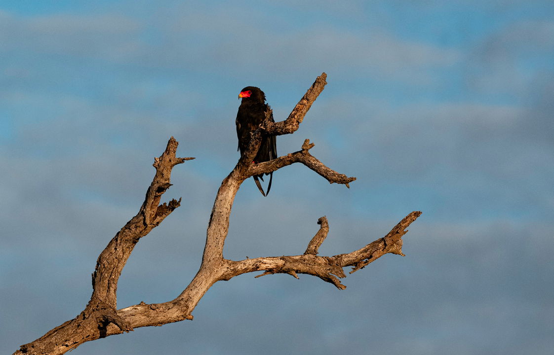 bateleur eagle in a tree by Thornybush game lodge