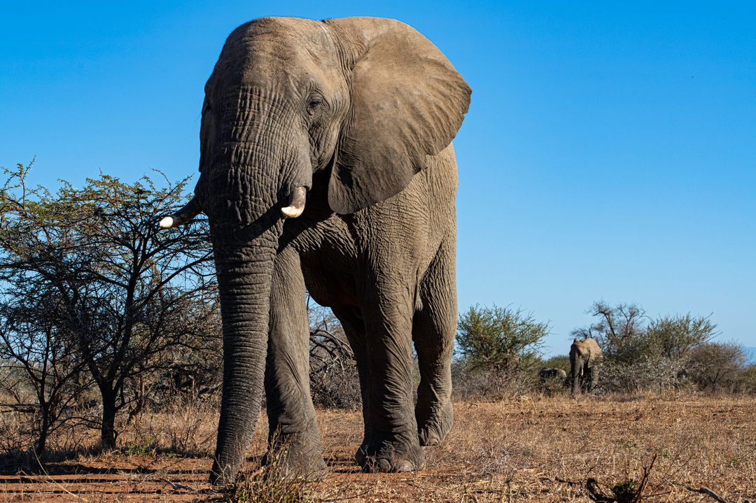 elephant sighted by Thornybush Game reserve