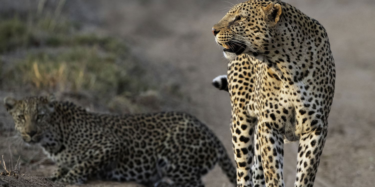 two leopards in road by Thornybush Game reserve