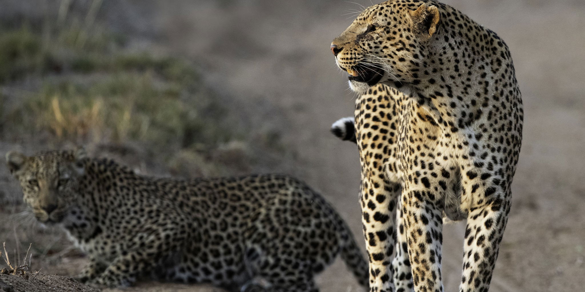 two leopards in road by Thornybush Game reserve