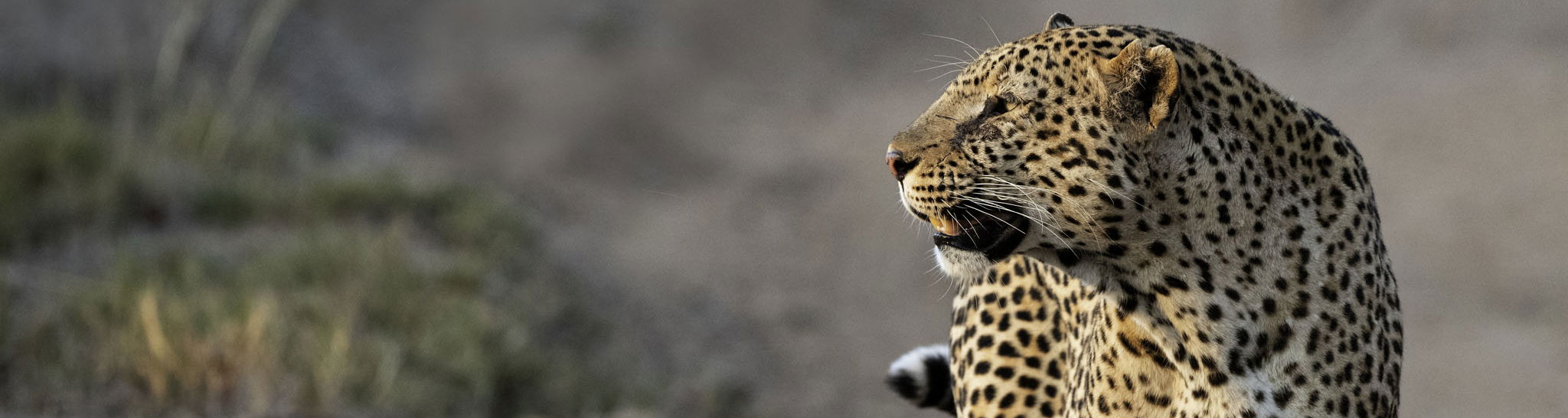 two leopards in road by Thornybush Game reserve