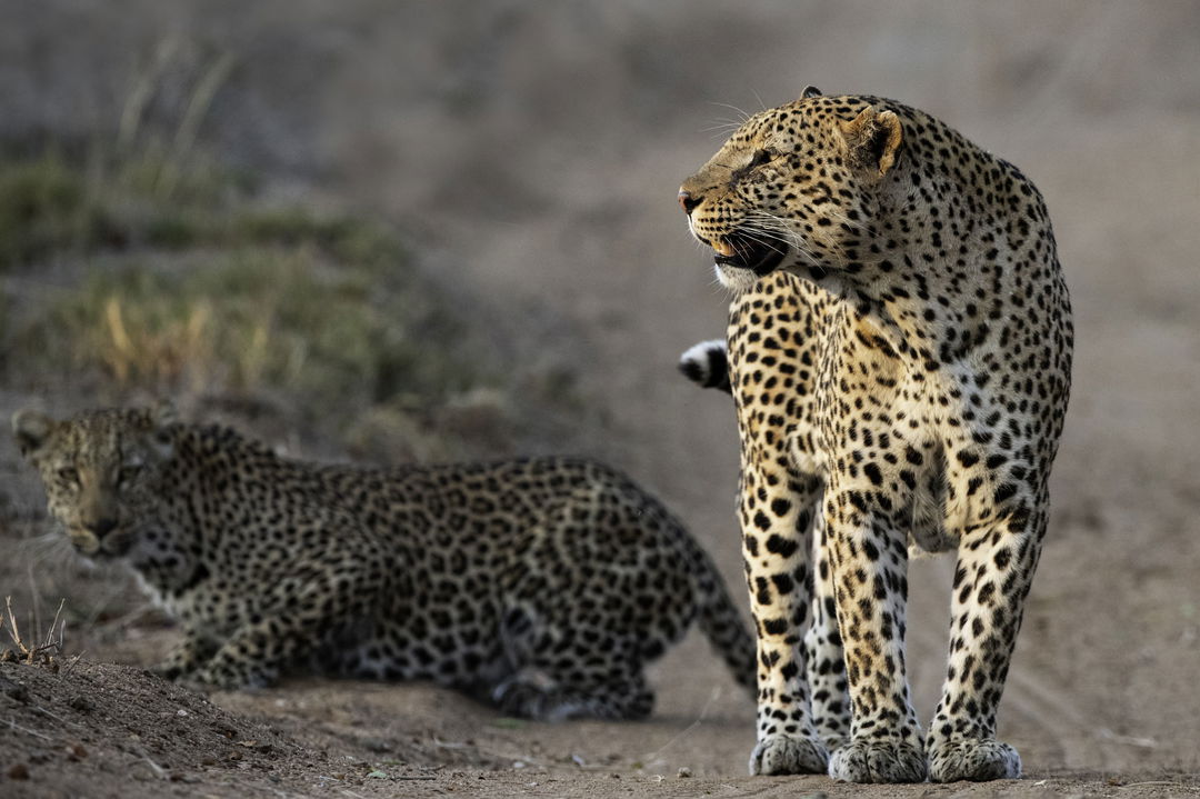 two leopards in road by Thornybush Game reserve