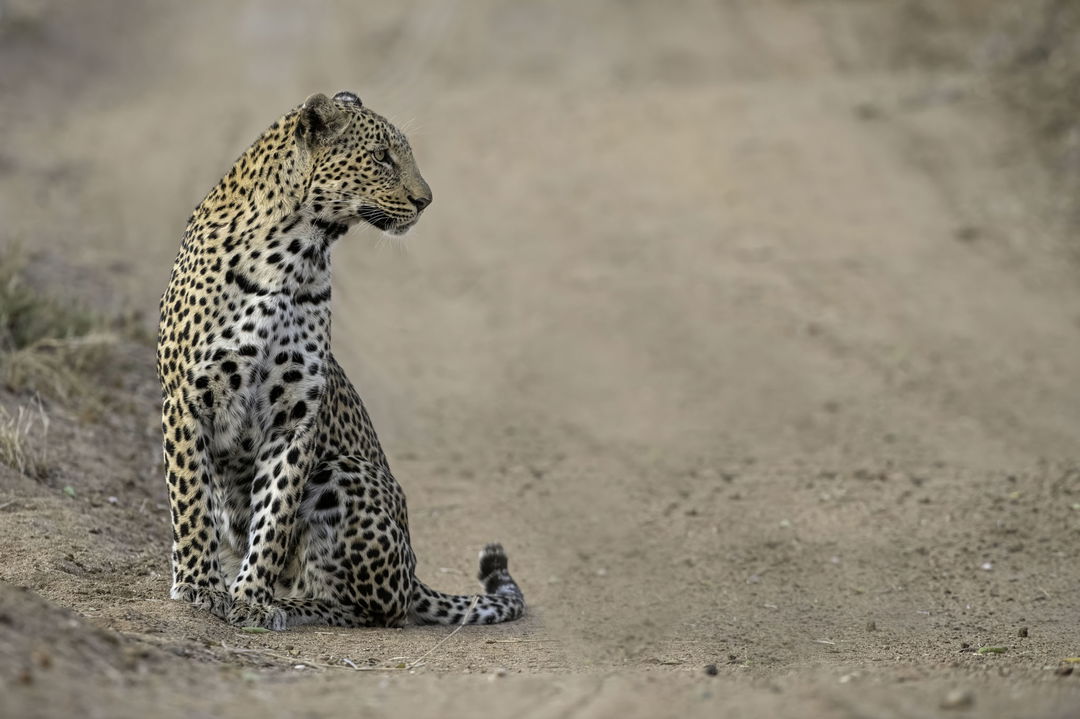 leopard sitting in road by Thornybush Game reserve