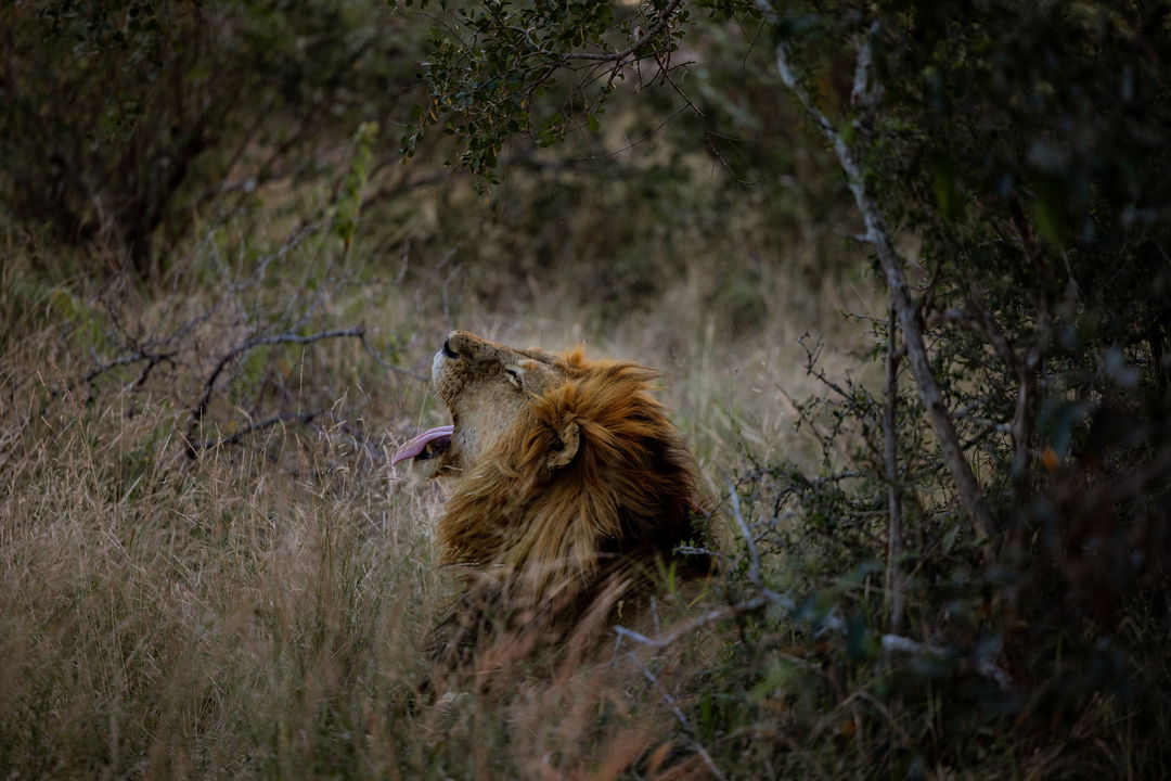 male lion roaring in short grass by Thornybush Game reserve