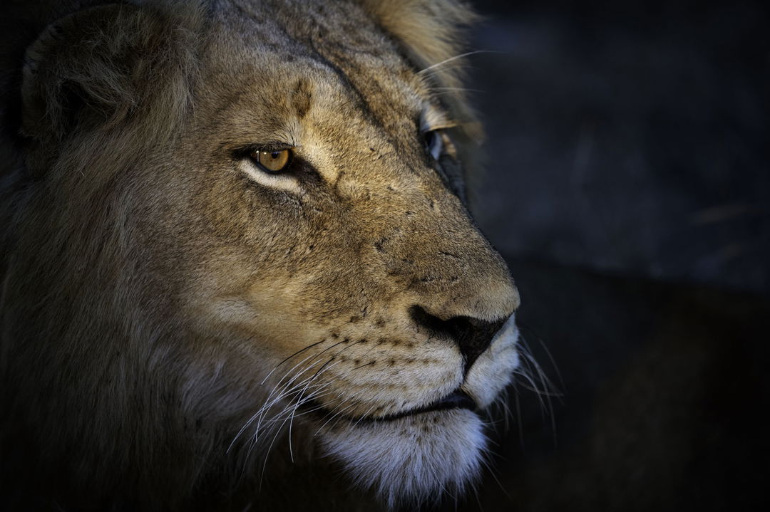 headshot of a male lion by Thornybush Game reserve