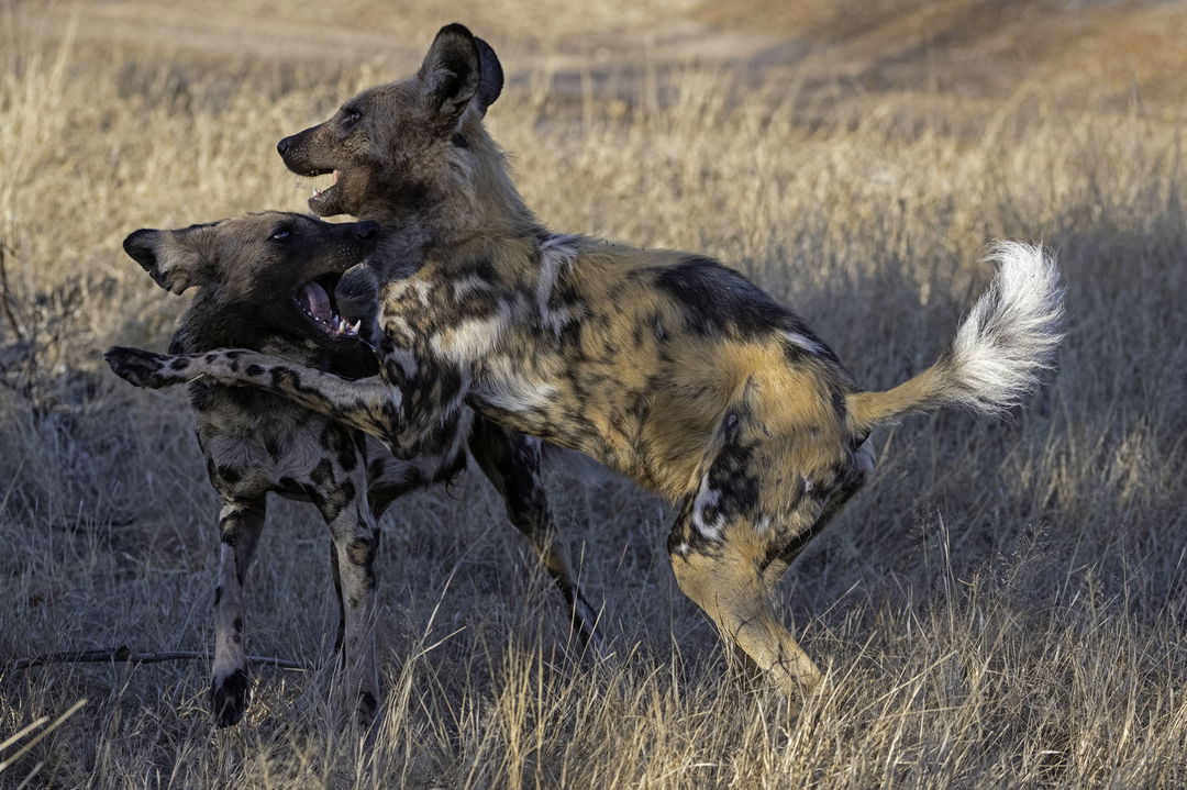 wild dogs playing in grass by Thornybush Game reserve