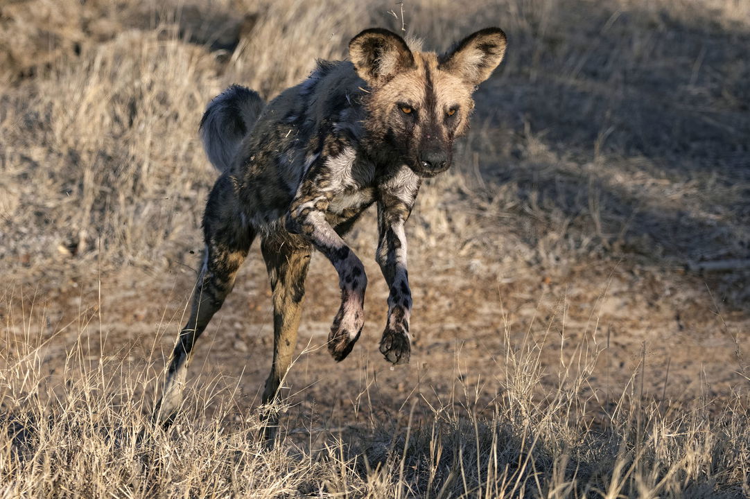painted wolf jumping in morning sun in Thornybush game reserve