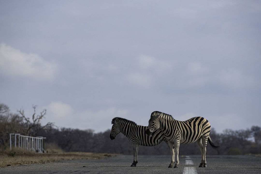 zebras sighted on the landing strip by Thornybush lodges