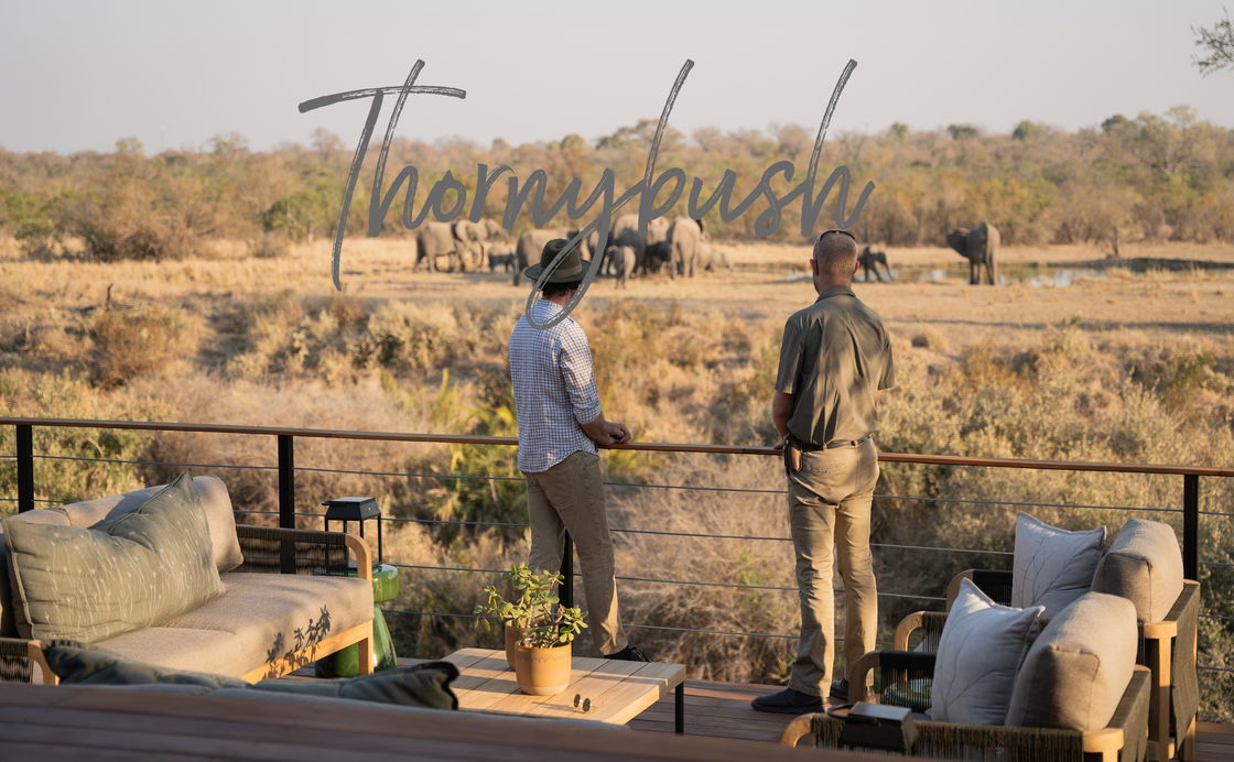 The Thornybush Collection  