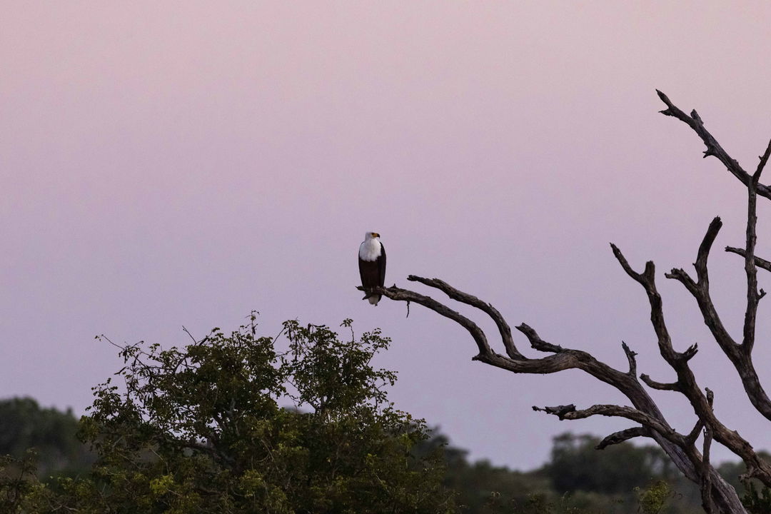 fish eagle in a tree by ulusaba safari lodge