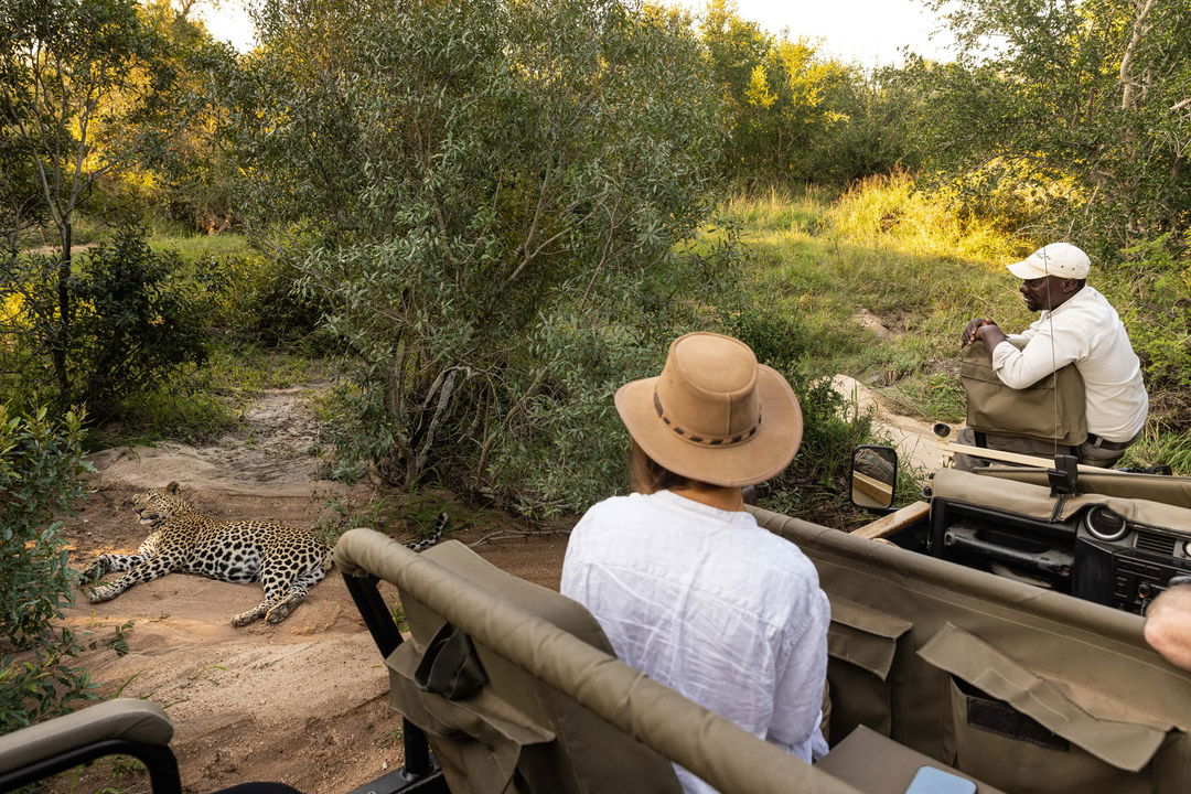 leopard lying down next to safari vehicle with lady onlooking at ulusaba safari lodge