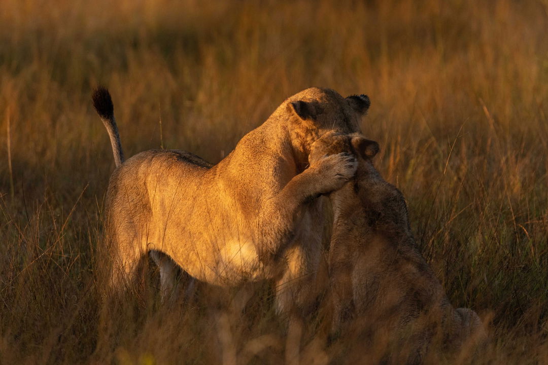 lion covering face of another with its paw sighted by ulusaba safari lodges