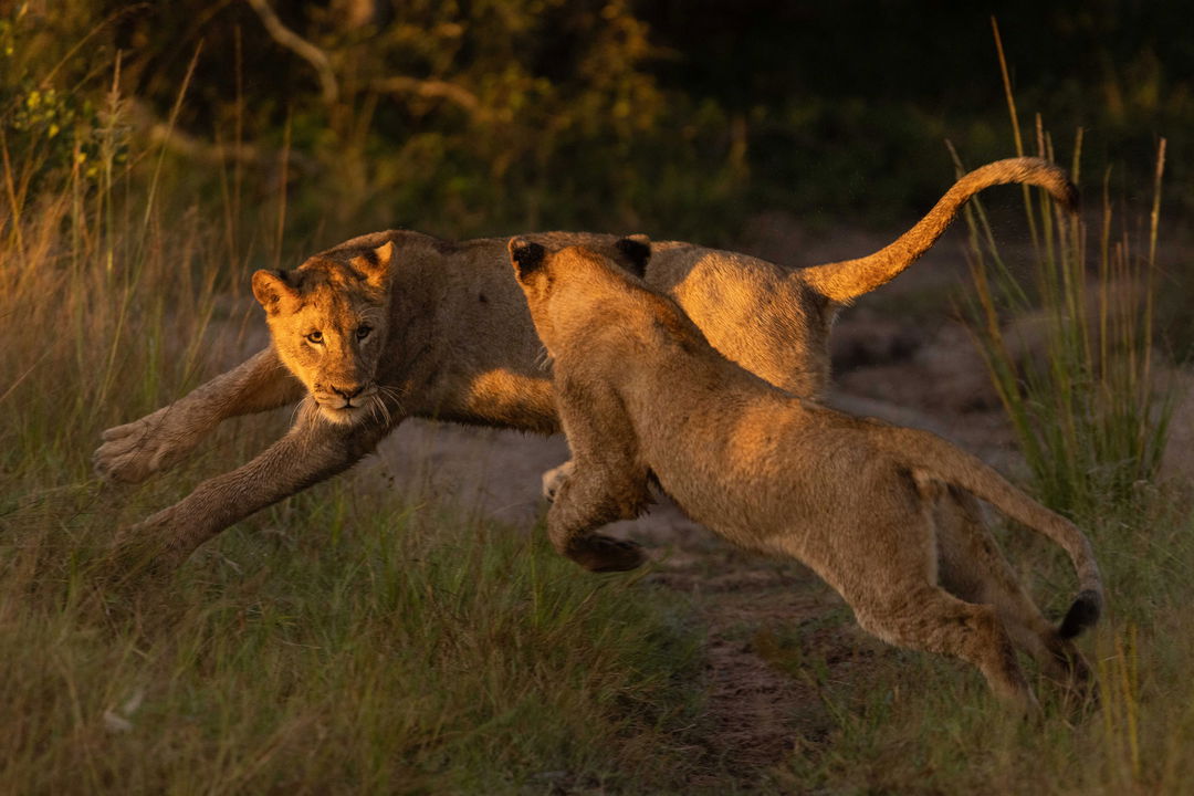 two young lions running and playing at sunset in the short grass of Ulusaba game reserve