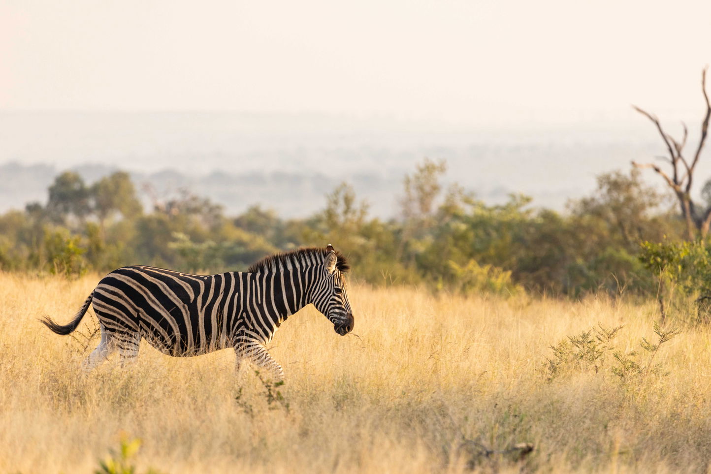 lone zebra side view in the morning sun sighted at ulusaba safari lodge