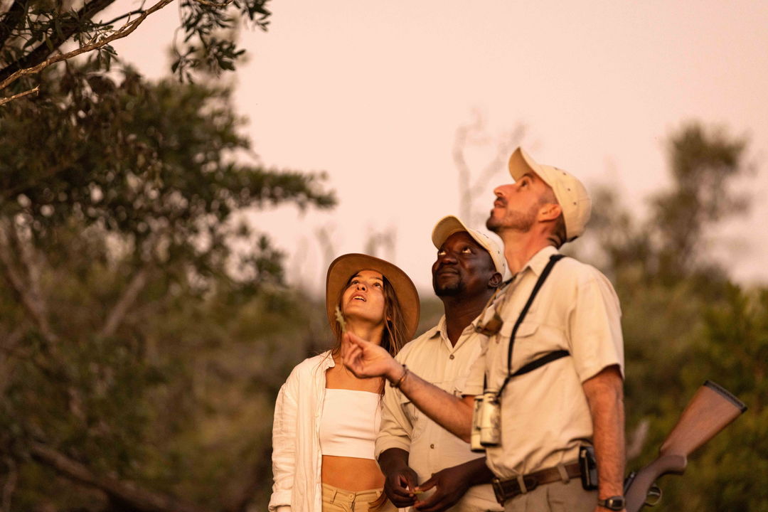 guides showing a lady guest birds in a tree on a walking safari