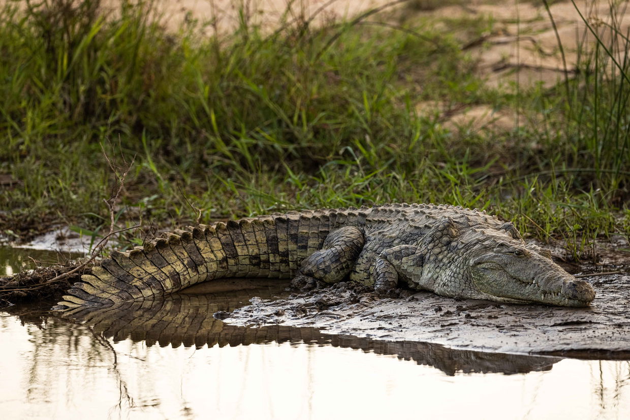 crocodile next to river bank at ulusaba safari lodge