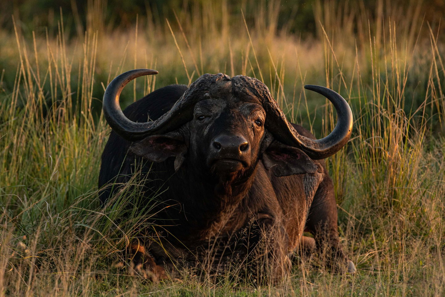 Single old Buffalo bull with big horns lying in grass at Ulusaba reserve