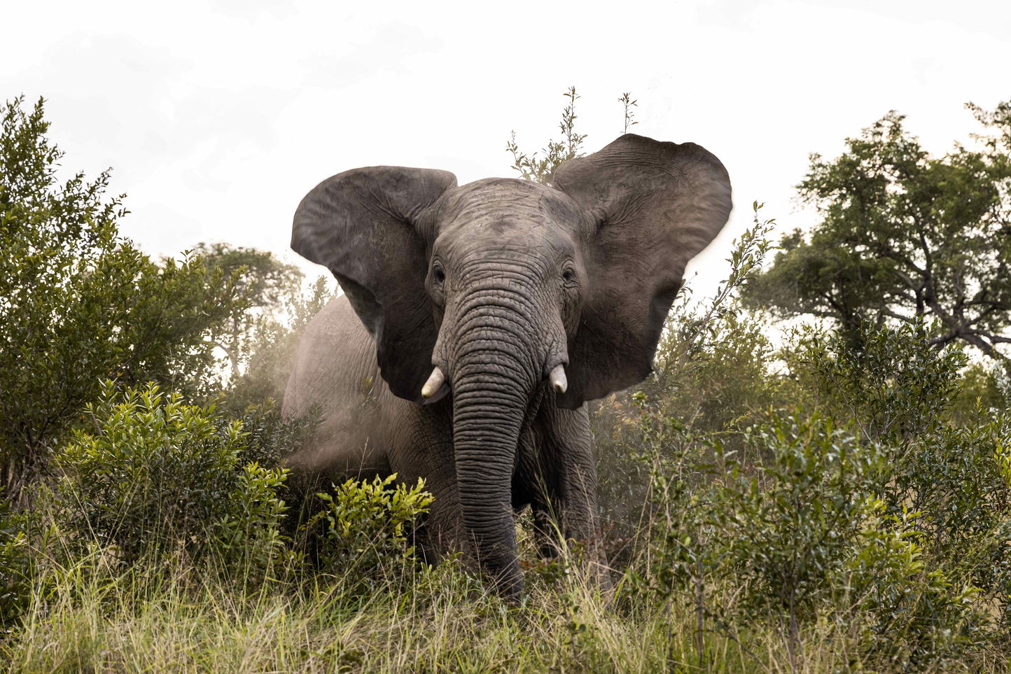 young elephant charging from thick bush at Ulusaba 