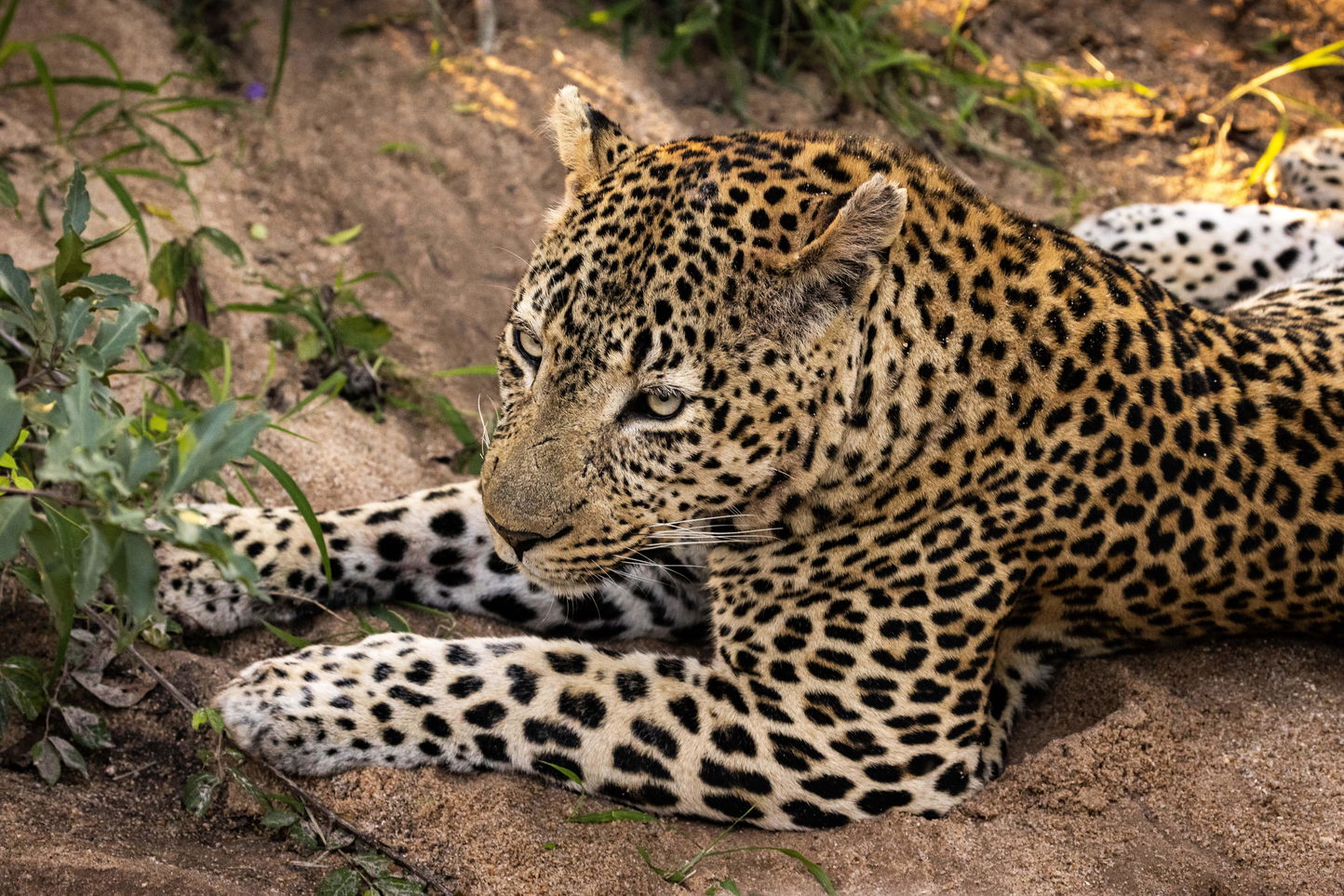 partial view of leopard male lying down in bush at Ulusaba lodge