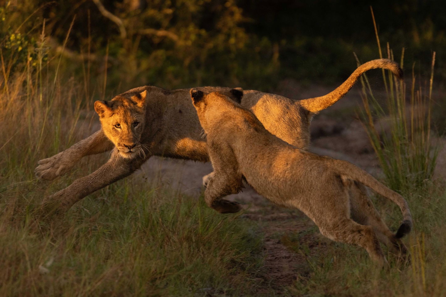 two young lions running and playing at sunset in the short grass of Ulusaba game reserve