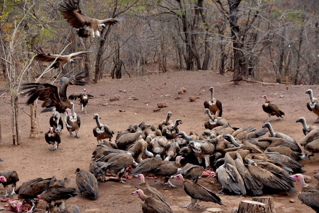 feeding vultures in the vultures culture kitchen of Victoria falls safari lodge Zimbabwe