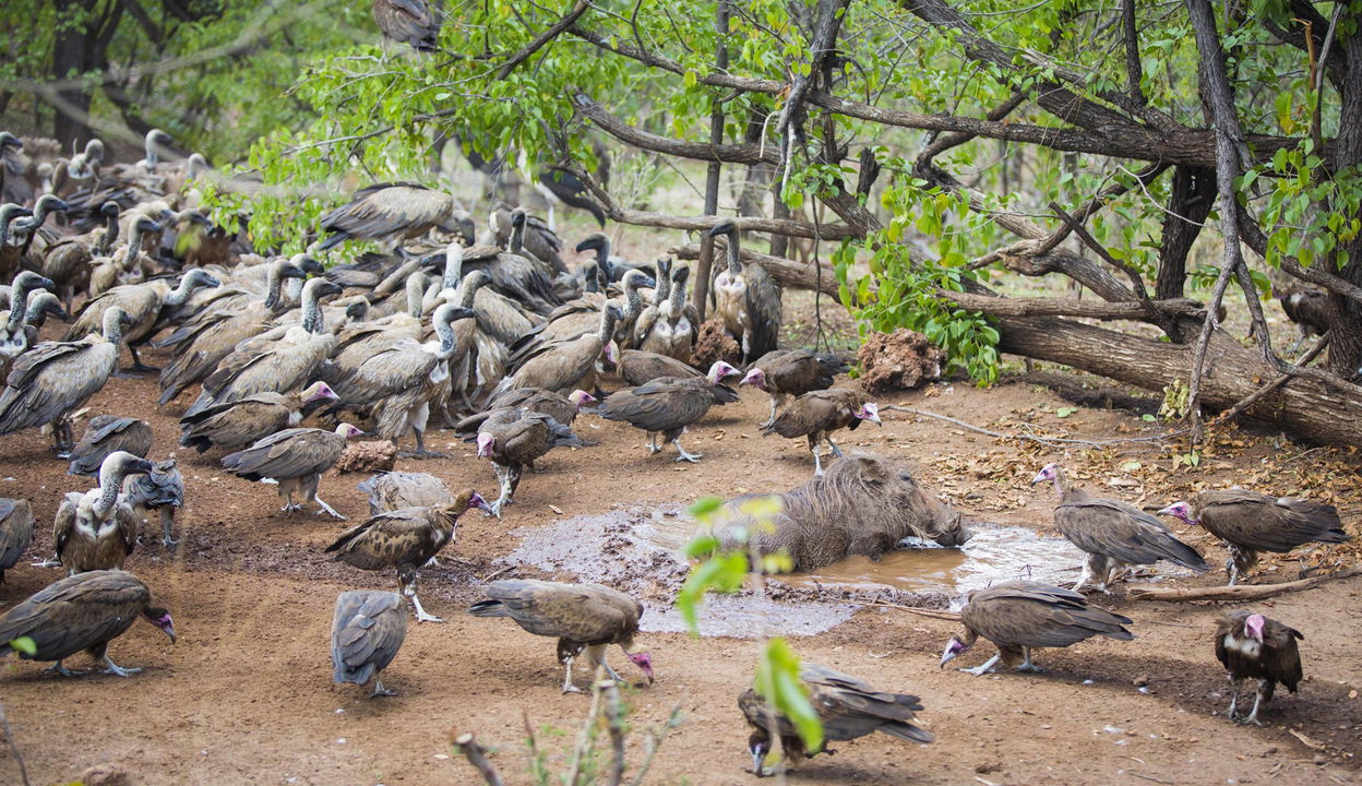feeding vultures and warthog in the vulture culture kitchen of Victoria falls safari lodge Zimbabwe