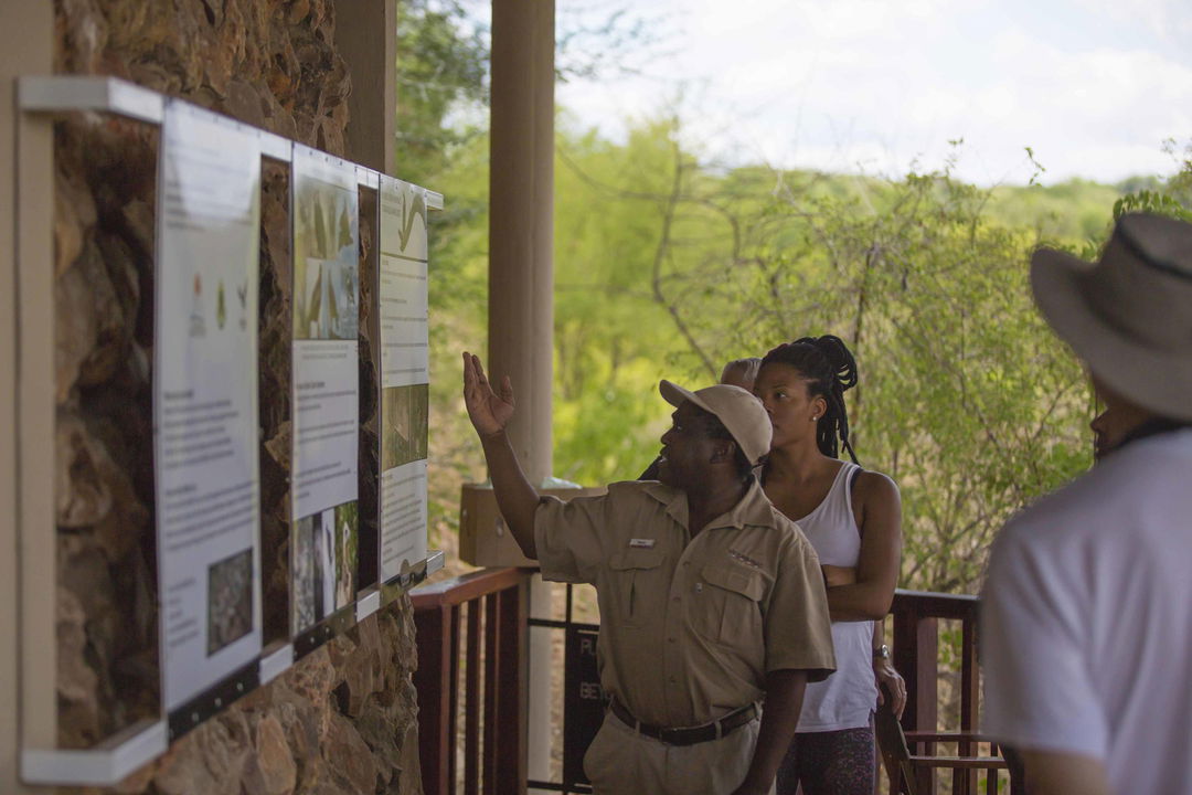 guide educating guests at the vulture culture centre of Victoria falls safari lodge Zimbabwe