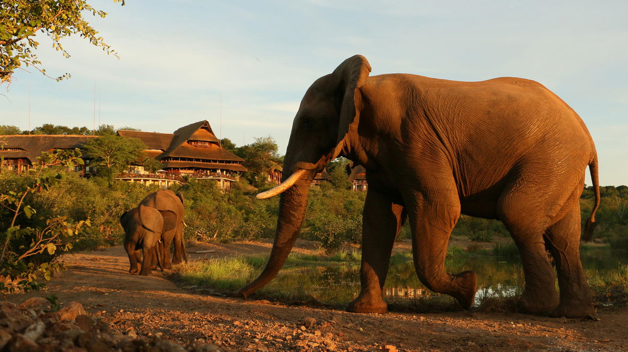 elephant bull from viewing hide at Victoria falls safari lodge Zimbabwe 