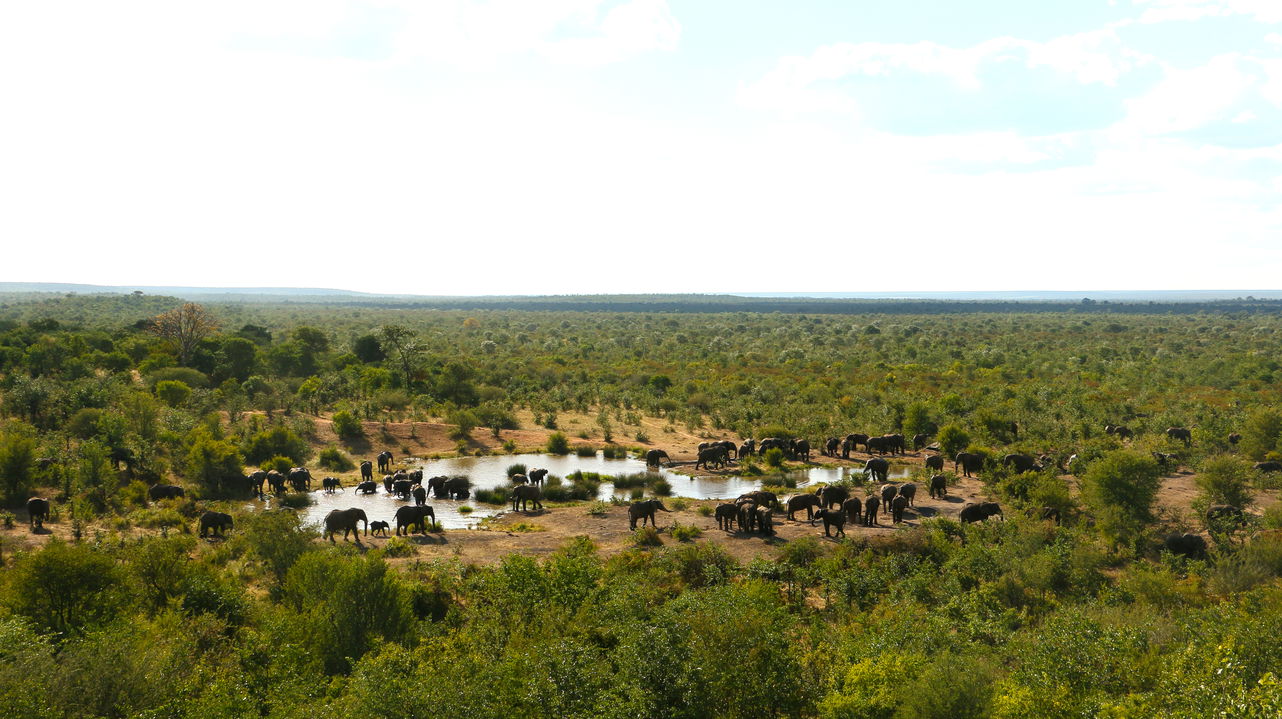 massive herd of elephants spotted at watering hole  from viewing deck of Victoria falls safari lodge Zimbabwe 