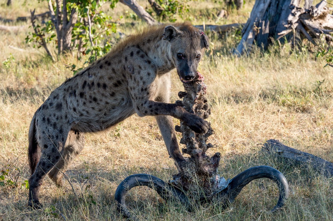hyena eating buffalo carcass at Vumbura Plains Camp Wilderness Botswana Okavango Delta