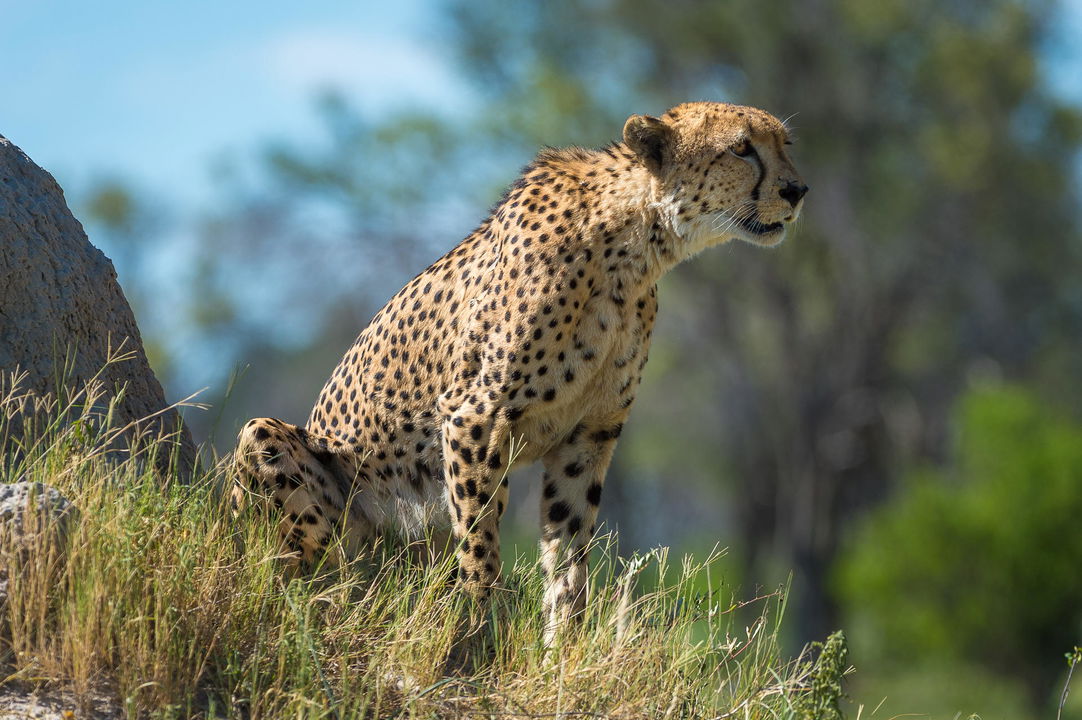full view of sitting cheetah at Vumbura Plains Camp Wilderness Botswana Okavango Delta