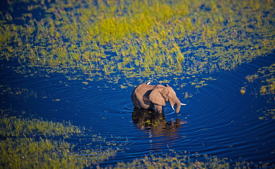 Elephant wading in water through Okavango Delta Botswana