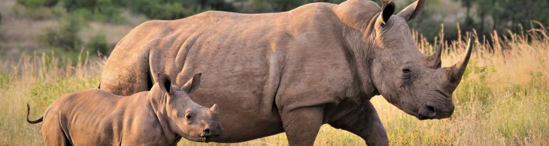 Rhinos seen on Safari with Secrets VIP Travel 