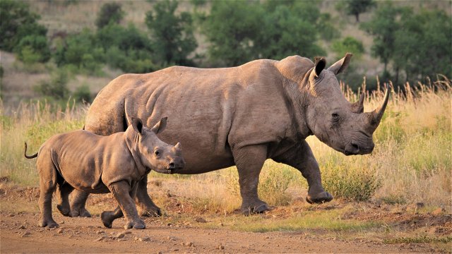 Rhinos seen on Safari with Secrets VIP Travel 