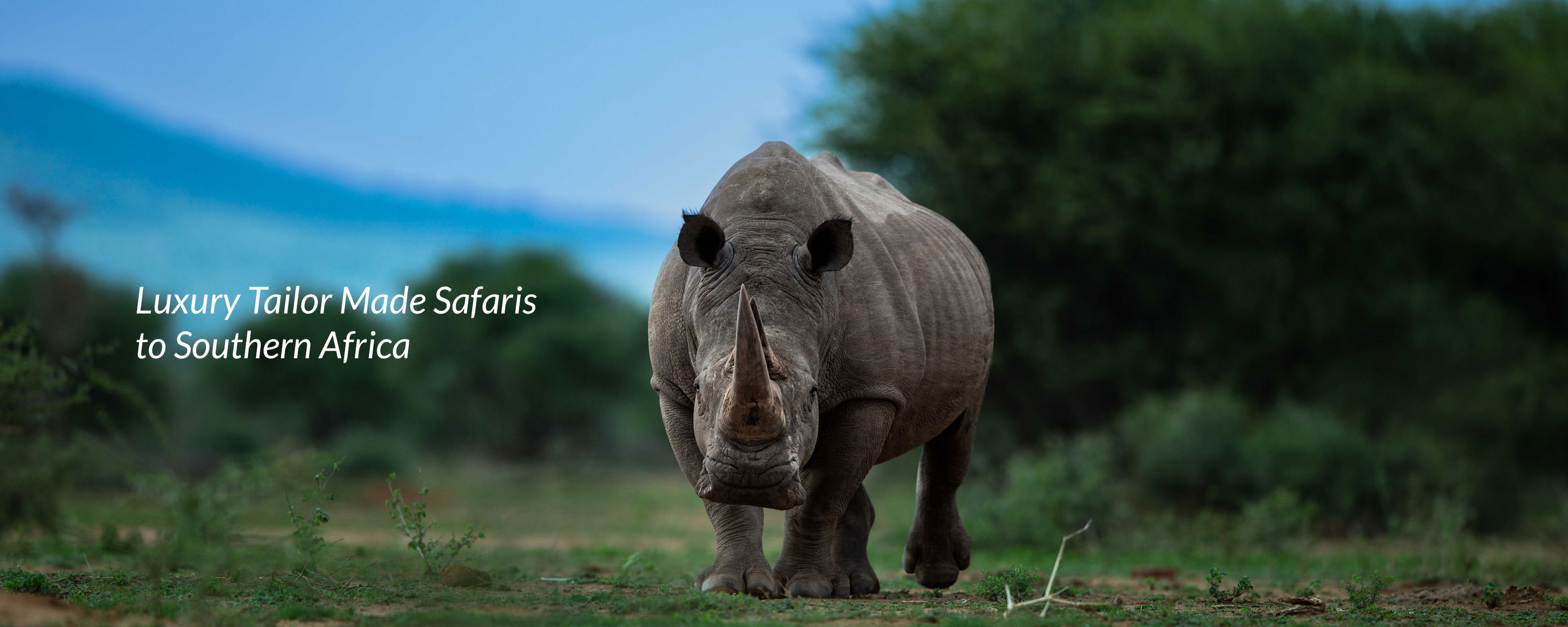 white rhino bull front facing at marataba game reserve more family collection