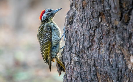 woodpecker on a tree sighted at wilderness duma tau camp botswana woodpecker on a tree sighted at wilderness duma tau camp botswana