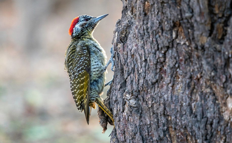 woodpecker on a tree sighted at wilderness duma tau camp botswana