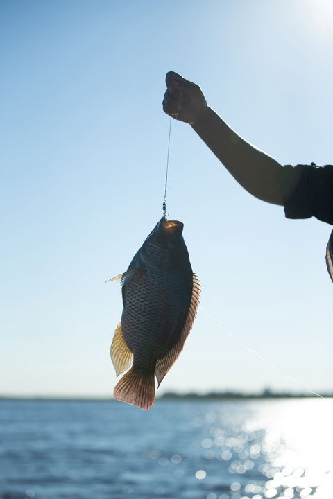 bream caught by guestst at wilderness duma tau camp botswana