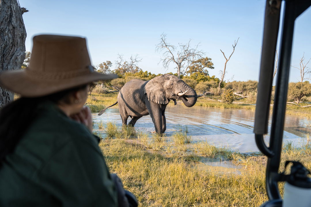 lady looking at elephant in water close by at wilderness duma tau camp botswana