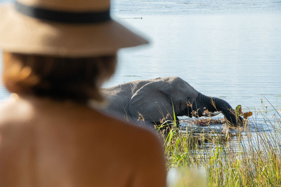 lady looking at elephant in water close by at wilderness duma tau camp botswana