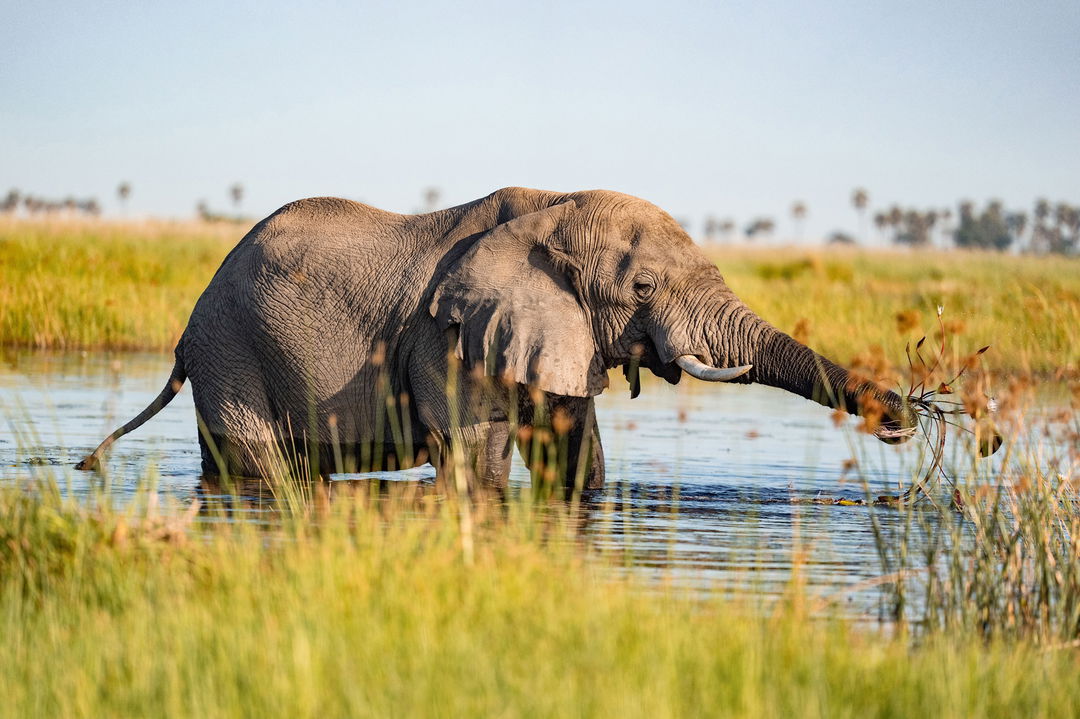 elephant in water close by at wilderness duma tau camp botswana