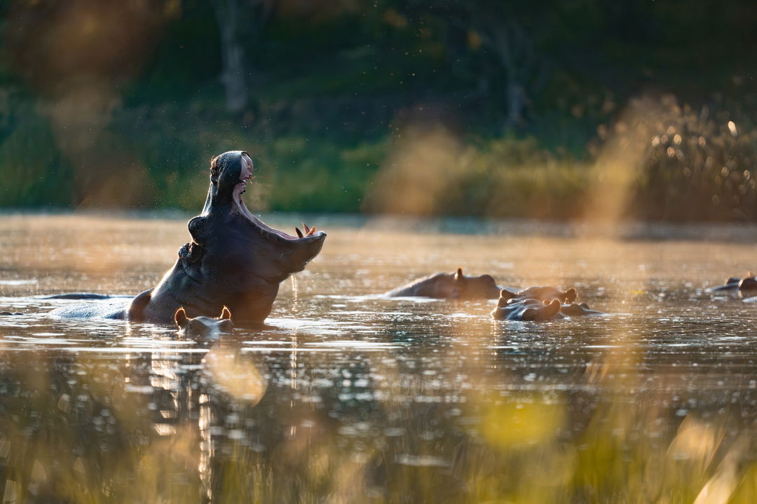 a hippo yawning in waterhole at wilderness duma tau camp botswana