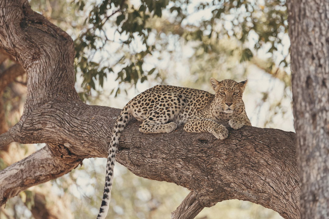 leopard lying on a tree branch sighted at at wilderness duma tau camp botswanaat wilderness duma tau camp botswana