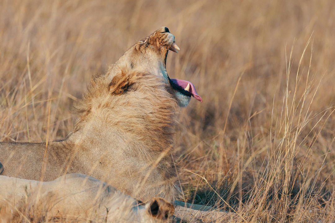male lion in grass yawning at at wilderness duma tau camp botswana