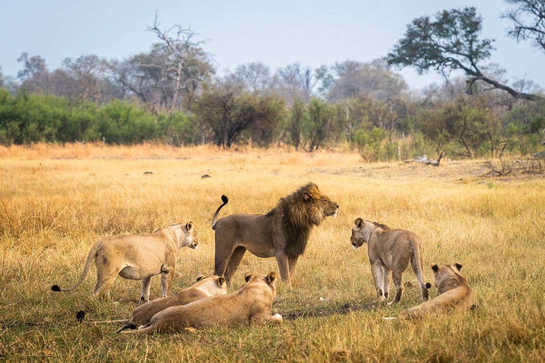 pride of lions in the short grass of delta at at wilderness duma tau camp botswana